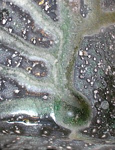 Natural ash glaze